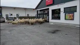 Schafe st&uuml;rmen penny in Burgsinn Unterfranken