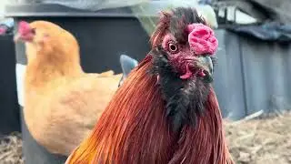 鶏への給餌