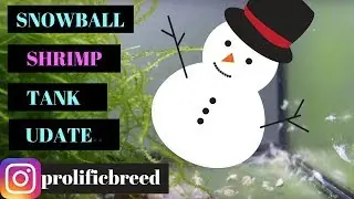 SNOWBALL SHRIMP BREEDING