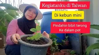 kegiatanku di Taiwan di kebun mini Pindahin bibit Terong ke dalam Pot