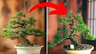 I took on a tough challenge: Pine bonsai enchanting transformation