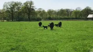 Harry's Farm | Black Angus koeien en kalfjes