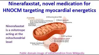 Ninerafaxstat, novel medication for HNOCM targeting myocardial energetics