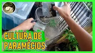 COMO INICIAR CULTURA DE PARAMÉRCIOS. / How I started my PARAMECIUM culture