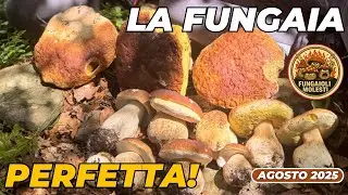 MAI VISTO UNA FUNGAIA COSÌ! 🤩 ABBIAMO RIEMPITO LA GERLA DI FUNGHI PORCINI IN 10 MINUTI!