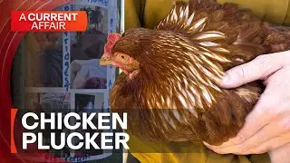 Four backyard chooks have vanish, one is left standing | A Current Affair