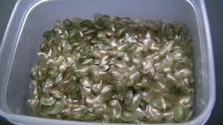 カイエビ　Clam shrimp(Cyzicidae)　#5