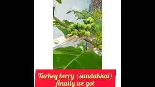 turkey berry ( sundakkai) plant. finally we got