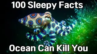 The Most Relaxing Facts About Deep Ocean to Fall Asleep To