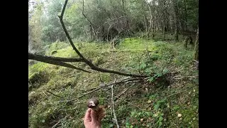 Грибы в Сории