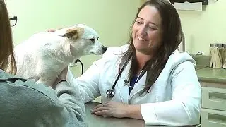 Joint MAX Triple Strength Chews for Pet joint pain relief