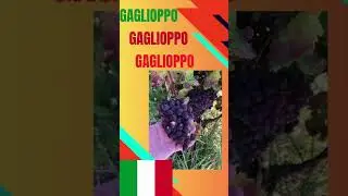 How to Pronounce Gaglioppo #gaglioppo #howtopronounce  #calabria #shorts