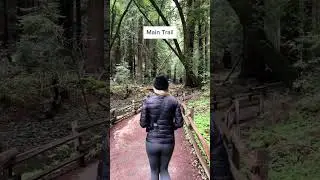 Best Hikes in Muir Woods National Monument, California