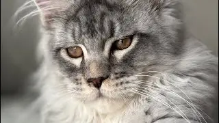 Unbelievable Baby Maine Coon playfully big ears!