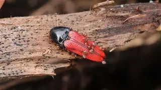 Bugs and Insects in the UK in early Spring