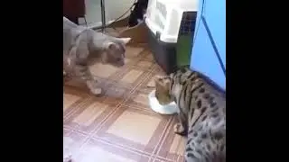 poor hungry cat heart 💜 touch food sharing Vira video