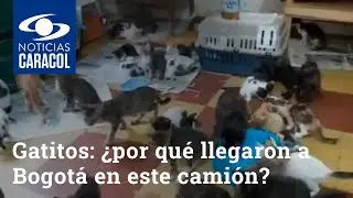Me pareció ver no uno sino 270 lindos gatitos: ¿por qué llegaron a Bogotá en este camión?
