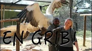 JEG FODRE EN GRIB!