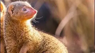Voice Animal Mongoose | Mongoose Sounds|Mongoose play together|เสียงสัตว์พังพอน |  เสียงพังพอน