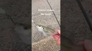 Bass eats a lure as big as itself! 😮#fishing #savagegear