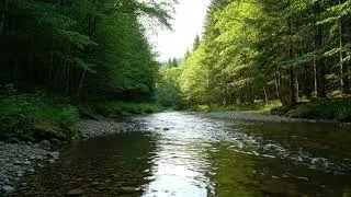 Native American Flute in the Forest | River Sounds for Peace & Inner Healing