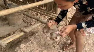 [ Oh no..] BiBi mnkey leg up look like a snail while mom put her to play on floor