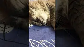 Meow Relaxing time🐱 #cat #cuteanimal #slipping#cutecat #cutepet #kitty #funny #lovelypets #kitty