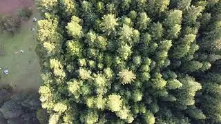 DJI - Redwood forest at Warburton