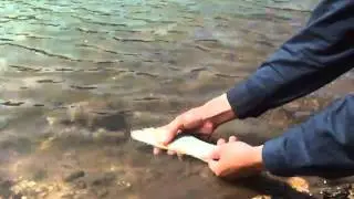 HAMPALA BARB