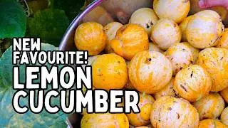 Try Growing LEMON CUCUMBER: Making The Change To This New GARDEN FAVOURITE! (homesteading gardening)