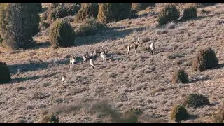 Beceite Ibex Hunt in Spain. Opinion and review of George