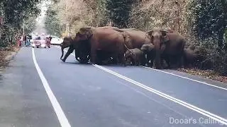 Elephant Corridor on  NH 31C