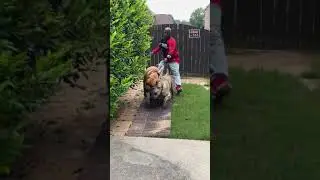 Boerboel and Presa Canario take owner for a walk!!!