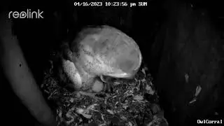 Lucy the Barn Owl Swallows a Large Piece of a Rodent.