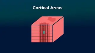 Cortical Areas - Neurorobotics Studio Tutorial