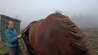 Перевозка лошадей и ослов. Эмбер и Блоссом.