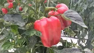 Visiting a Chilli Farm in Malaysia 🌶️ | Rural Farming Life & Fresh Harvest Experience