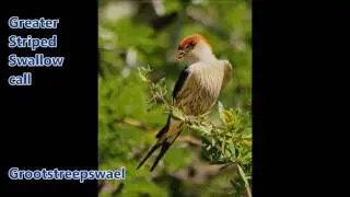 Greater Striped Swallow call