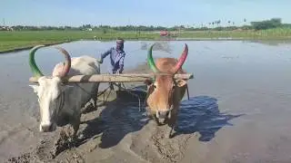 Bullock using Agriculture Work | Ploughing Muddy Prepared Agriculture rice Land | prepare Rice sail
