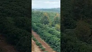 coffee farm #coffee #hotcoffee #coffeelover #farming #coffeelovers