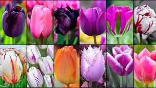 TULIP VARIETIES - Plants Weekly