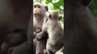 Monkey Family Bonding  Parent and Baby Monkey