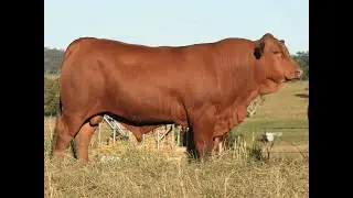 NT Senepols 2022 Lot 11 GODR00074 Namoona Ricky Bobbie