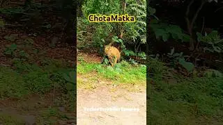 Chota Matka Will the King of Tadoba Return to the Wild? King&rsquo;s future in question 🐅 #TadobaTiger