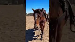 POV You are in love with your curly horse ❤️ #curlymustangchester