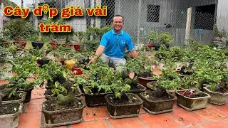 Khế chua , mai chiếu thủy, ổi tàu , sung nồi giá vài trăm | giao lưu 23/12/2023