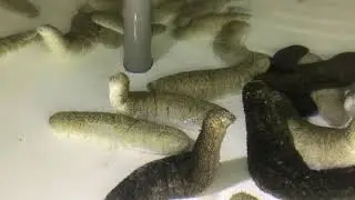 Sandfish (Holothuria scabra) induced spawning behavior in tank