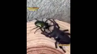 Bug Fight