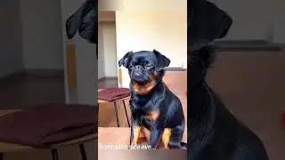 Pets memes part.3#petmemes #memeanimals  #DogMemes#CatMemes#PetMemes#MemeAnimals#Viral#shorts#tiktok
