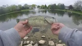 Sight Fishing The Early Spawn